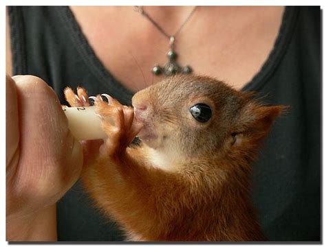 You can buy goat milk at most grocery stores. Baby Squirrel drinking from a bottle. (With images) | Cute ...