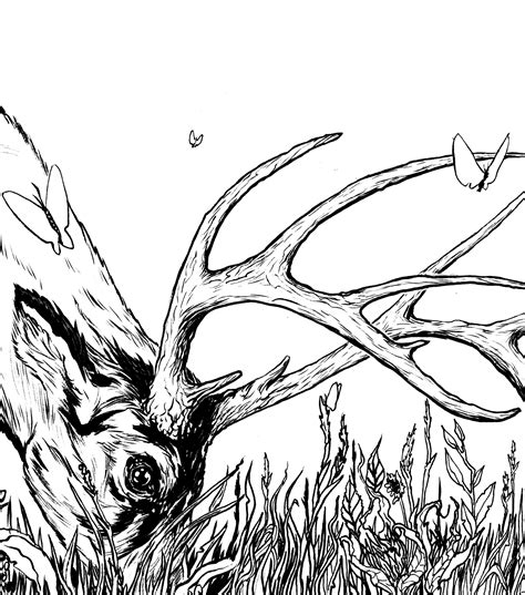 5 out of 5 stars. Buck Line Drawing at GetDrawings | Free download