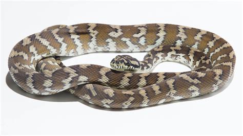 Der teppichpython steht im anhang b des washingtoner artenschutzabkommens und deswegen erfolgt die vermittlung mit einem lebenslangen. Morelia spilota harrisoni - Der Papua Teppichpython