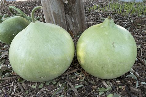 Aug 17, 2006 · here are some approximations to keep in mind when purchasing apples: Bushel | Lagenaria Siceraria | Gourds | Products ...