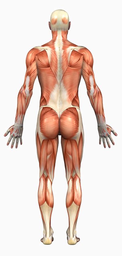 We did not find results for: muscles of the body diagram posterior - ModernHeal.com