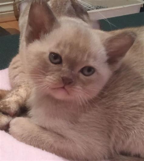 Along the way, the other colors seen in the siamese breed were also seen in litters. Amalea Burmese Cat Breeders, Melbourne, VIC