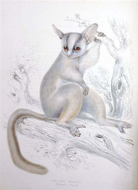 Galago moholi — moholi galago moholi galago (galago moholi) systematik überordnung moholi — senegalinis galagas statusas t sritis zoologija | vardynas taksono rangas rūšis atitikmenys. Cabinet 17 - Birds, Linnaeus, Prince of Botanists, Special ...