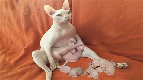 Most people who own a cat are cat owners by accident. Amazing Sphynx Cat Giving birth Second Time At Home ...