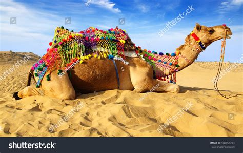 Hey hey joe hey joe you know what day it is???? Camel On Background Blue Sky Bikaner Stock Photo 100858273 ...