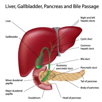 Through liver diagram we can also understand the liver anatomy and liver structure details: A guide to the Liver for first aiders (Anatomy ...