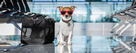 Alaska airlines is not responsible for costs incurred should customers not have the required health and vaccination documentation to enter a foreign country. DryFur® - Pet Airline Travel Supplies