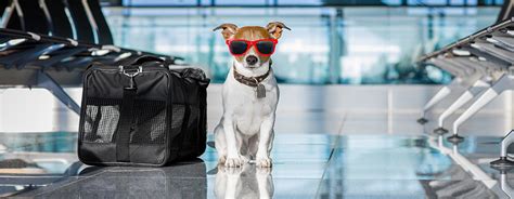 Please contact the airline directly for information about traveling. DryFur® - Pet Airline Travel Supplies