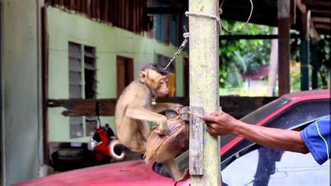 Namun, banyak orang yang tidak peduli dengan apakah ada makanan yang tidak boleh dimakan cacing? MENARIK DI TANAH MERAH - JANGGUT SI PEMETIK KELAPA - YouTube