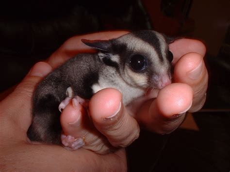 Agora você vai conhecer o petauro do açúcar, um interessante marsupial planador também chamado de sugar glider e que já é criado por alguns hobbystas no brasil. Parapolitizóia: Petauros do Açúcar - Vieram para encantar