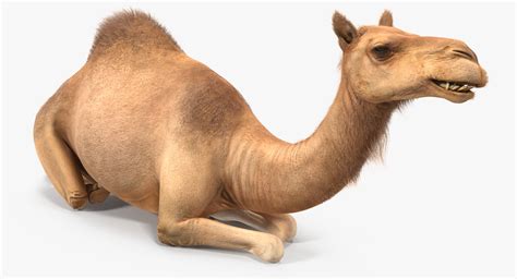 Get ergobaby four position 360 bundle of joy baby carrier black camel on amazon below:1. camel sitting pose fur 3d model
