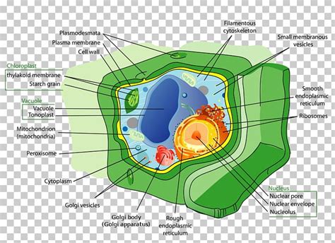 Animal cells don't have chloroplasts: Plant Cell Animal Organelle PNG, Clipart, Animal, Area ...