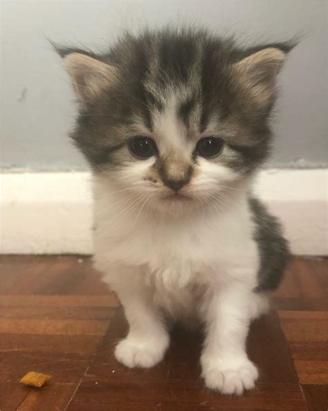 A maine coon mix will happen sometimes, just as a golden retriever mix will happen sometimes. Maine coon / tabby kitten cats mix looking for a loving ...