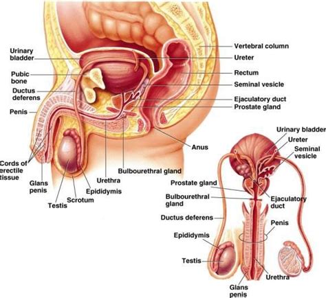 This diagram pictures uploaded by cassidy sm. Reproductive System - Senior HSA Project 2014