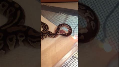 Mice can have some lean meats. Snakes eat mice - YouTube