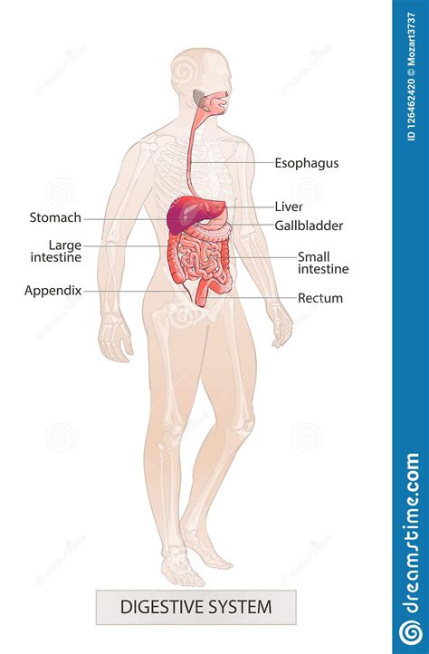 The human body is like a machine, uniquely designed and consisting of various biological systems the human body can be divided into the head, trunk, hands, and legs. Digestive System. Human Body Parts. Man Anatomy. Hand ...