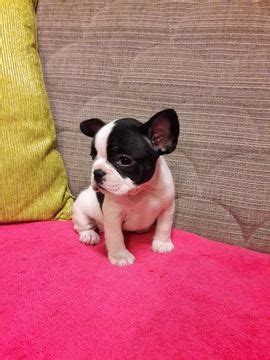 When do we have french bulldog puppies: French Bulldog puppy for sale in REVERE, MA. ADN-51822 on ...