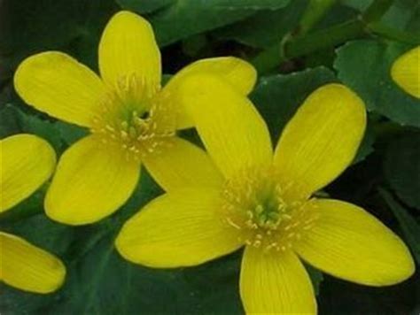 Pianta palustre a fiori gialli; giardini in fiore - Giardinaggio