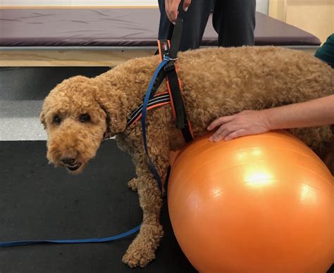 Consumer champions why did our pet insurance rise when we moved just three miles? Our Pet Weight-loss Program Featured in Wag Online! - Guardian Veterinary Specialists