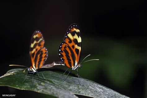 We did not find results for: Orange-spotted tigerwing butterfly (Mechanitis polymnia)