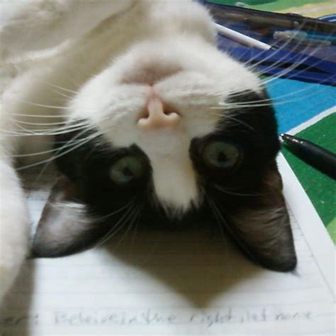 Cats don't just purr when they're happy but also when they're distressed or afraid, according to pet nutritionists purina. My Charlee kitten when she was helping us with homework ...