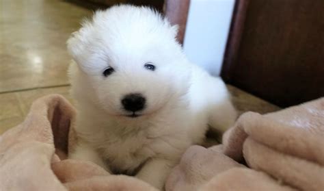 We share with you some of the spectacular diversity of species our planet holds, hoping to inspire you to conserve our wild world. Samoyed Puppies for Sale in Staten Island, New York (NYC)