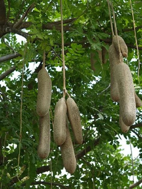 If your fruit is juicy or you'd like a more firmly set cobbler, mix in some cornstarch. African Sausage Fruit Tree. En Afrique la phytothérapie ...