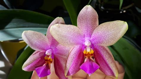 Phalenopsis orchid sweet memory bubbles. Орхидея Phal. Sweet Memory 'Liodoro' : купить онлайн в ...