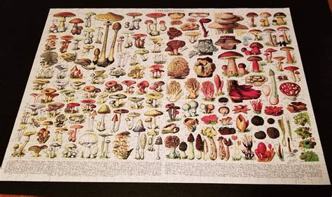 Orders ship from michigan · $6.99 flat rate shipping New York Puzzle Company - 1000 PC - Mushrooms Champignons ...