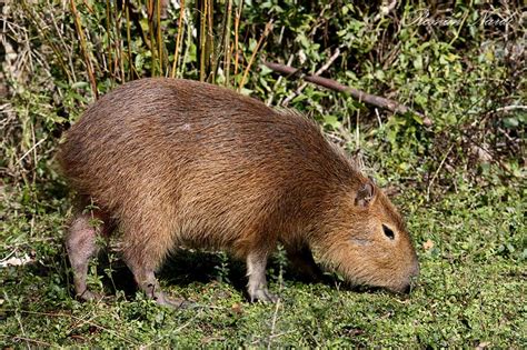 (this etymology is missing or incomplete. Carpincho (Hidrochaerus hydrochaeris) - EcoRegistros