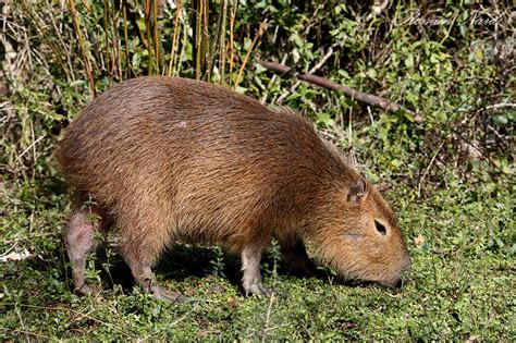 Más de 2 millones de palabras categorizadas según su uso y la opción. Carpincho (Hidrochaerus hydrochaeris) - EcoRegistros