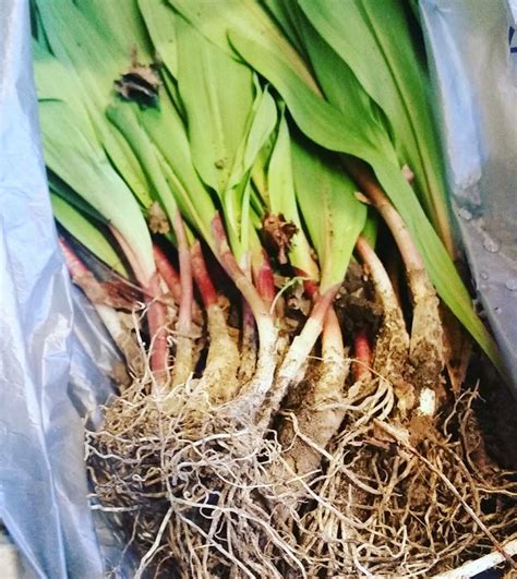Put leeks, potatoes and butter into. Pin on Recipes to Cook