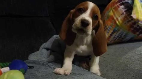 Maybe you would like to learn more about one of these? World's Cutest Basset Hound Puppy - YouTube