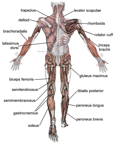 Click on the labels below to find out more about your muscles. The Basic Muscles In The Human Body | These Bones Of Mine