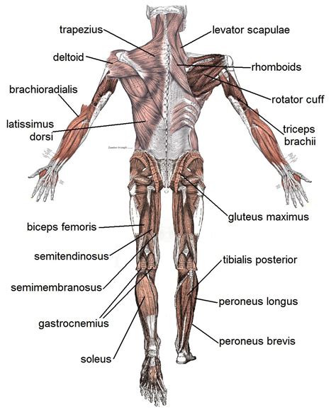 It should be noted that there are many more muscles in the body that are not addressed by this muscle anatomy diagram, however the. The Basic Muscles In The Human Body | These Bones Of Mine