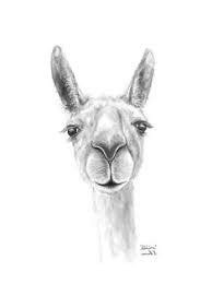 Dromedar har 48 oversættelser på 21 sprog. llama pencil drawing - Google-Suche | Lustige gemälde ...