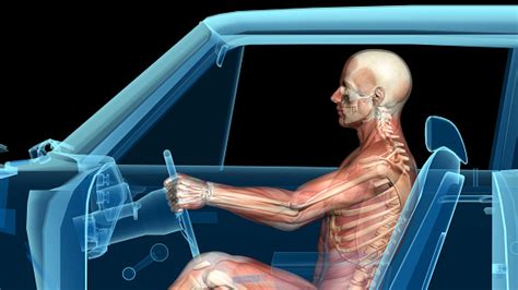 •produces new and abnormal bone arrangements. Human Anatomy While Driving A Car Muscles Bones And Brain ...