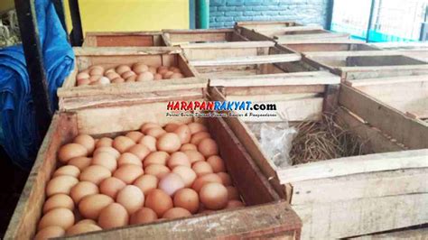 Harga ayam petelur siap telur 2019. Jelang Nataru, Harga Telur Ayam di Pasar Ciamis Naik Capai ...