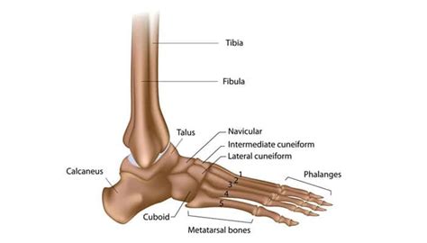  orang yang mengalami patah tulang biasanya dirawat dengan memasang gips pada daerah tulang yang patah, misal kaki. Pengertian Tulang Jari Kaki : Struktur, Fungsi dan ...