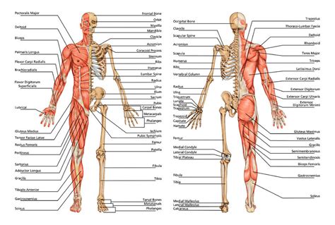 It stretches all the way across a joint (the place where two bones meet) and then attaches again to another bone. HUMAN ANATOMY BODY / BONES detailed poster print great ...