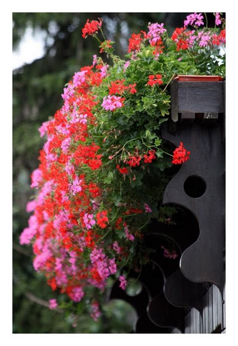 De bekende tiroolse hanggeraniums met haar schitterende bloementrossen zijn elk jaar opnieuw de hit in de nederlandse balkonbakken! 26 beste afbeeldingen van balkons oostenrijk - Bloembakken ...