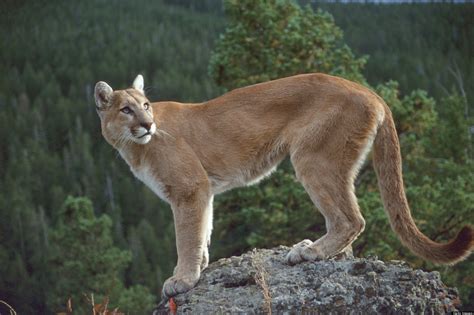 Native to the americas, its range spans from the canadian yukon to the southern andes in south america and is the most widespread. Cougar Facts, History, Useful Information and Amazing Pictures