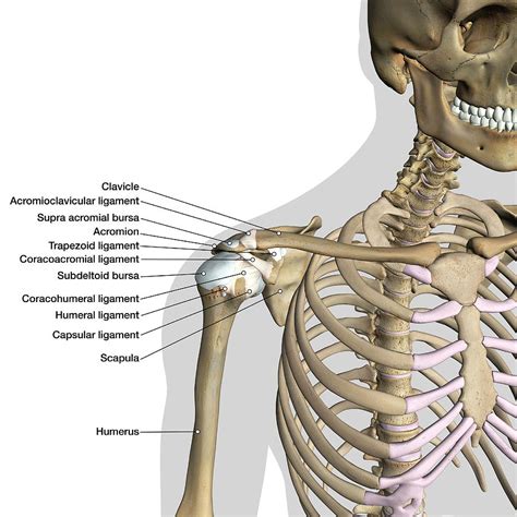The shoulder joint is formed where the humerus (upper arm bone) fits into the scapula. Labeled Anatomy Chart Of Shoulder Photograph by Hank Grebe