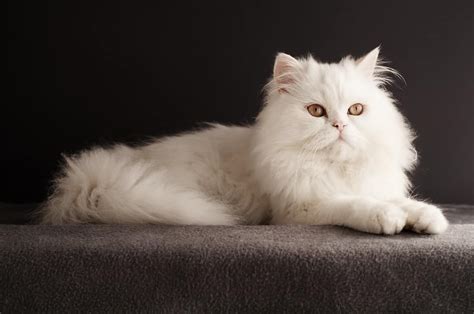 Most cat lovers know what a persian cat looks like, at least roughly. Persian Cats: The Ultimate Guide to their History, Types ...