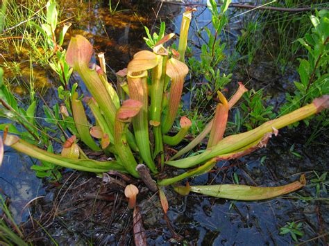 We did not find results for: Trip to CP sites at Croatan National Forest(Pic heavy) : Photos of Other Carnivorous Plants