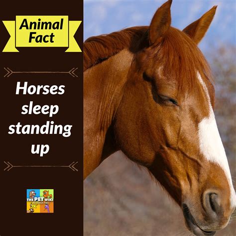Do horses sleep standing up. Why Do Horses Sleep Standing Up | Horses, Animal facts ...
