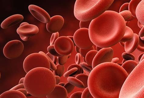 • fava beans • blueberries • soya products • tonic water there is no treatment for g6pd deficiency. What Foods to Avoid If You Have G6PD Deficiency - Healthy ...