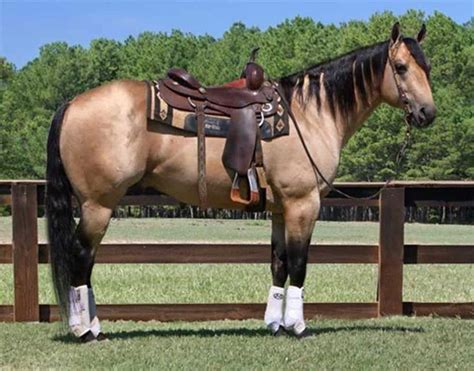 She is gentle gentle and would be a great all around family horse that everyone will enjoy.…. 5 Fun Facts About Buckskin Horses - COWGIRL Magazine ...