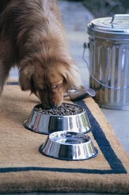 Siberian cat shedding is natural, even though it might be a bit of a nuisance. Dog Foods That Will Stop Excessive Shedding - Pets