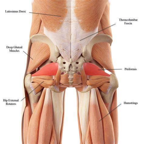 It also attaches on the deep fascia of the leg. What Muscles Attach Left Hip And Back - Hip And Thigh ...